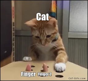Cat playing whack a mole meme template