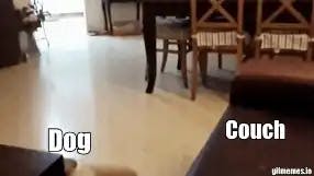 Dog misses couch jump meme template