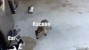 Racoon stealing cat food meme template