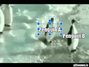 Penguin slap meme template