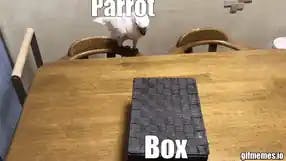 Parrot opens a box with a cat inside meme template
