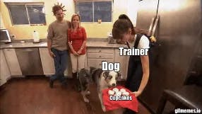 Dog can (not) resist the cupcakes meme template