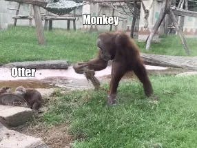 Monkey teasing otters meme template