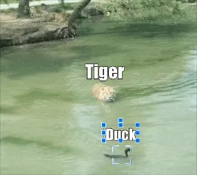 Tiger tries to catch a duck meme template