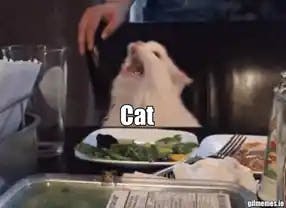 Woman yelling at a cat meme template